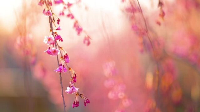 風吹く春の夕暮れ時に揺れる満開のしだれ桜