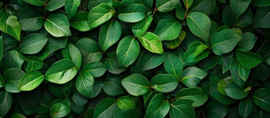 A mesmerizing picture of Climbing Dollar Ficus pumila, ideal for nature-inspired wallpapers, showcasing its lush green leaves gracefully flowing, enhancing any environment with natural grace.