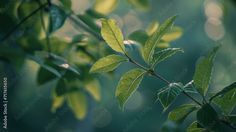 Poster A detailed view of a single leaf on a tree. This image can be used to showcase the intricate details of nature