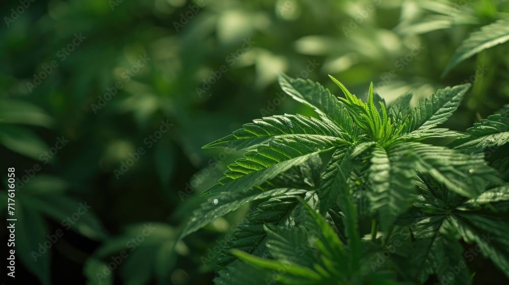 Poster a detailed view of a plant with vibrant green leaves. this image can be used to add a touch of natur