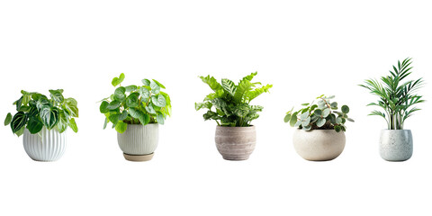 Set of Green plants in potted for interior decoration isolated on transparent png background, Houseplant for decorated in bedroom or living room, minimal natural health concept. - obrazy, fototapety, plakaty