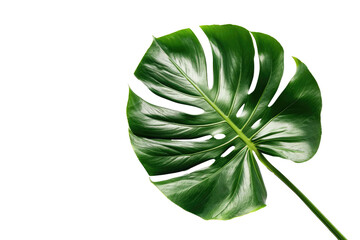 Green Monstera leaf for interior decoration isolated on transparent png background, Houseplant for decorated in bedroom or living room, minimal natural health concept.