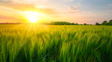 Fototapeta na wymiar Field of green wheat and shining sun in the sky
