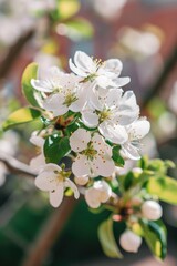 A close-up view of a flower on a tree. This picture can be used to enhance nature-themed designs or for botanical illustrations