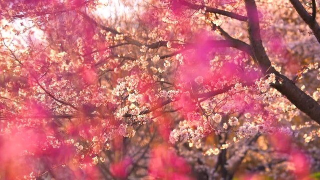風吹く春の夕暮れ時に揺れる満開のしだれ桜