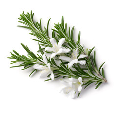 Blooming rosemary on white backgrounds