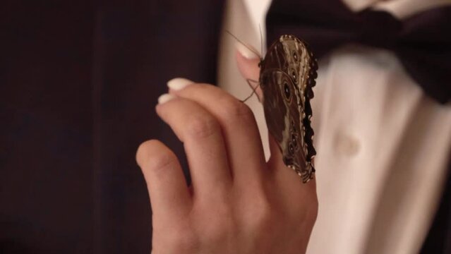 bride, groom, wedding, wedding dress, hand, butterfly on the hand on the finger