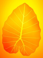 leaf isolated on yellow 