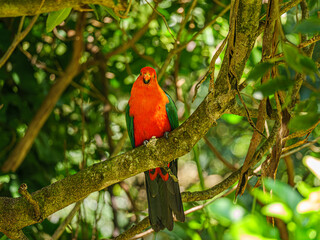 King Parrot Head On
