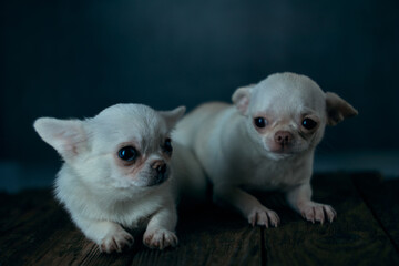 Two cute chihuahua pupps on a wooden table