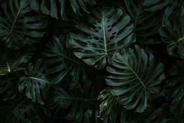 Dark tone moody large Monstera plant leaf background.