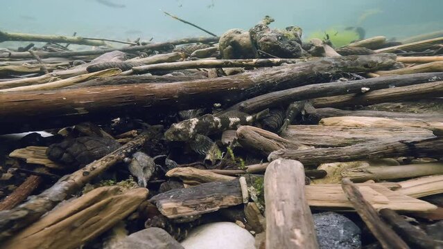 Bullhead (Cottus gobio) swimming at the river bottom. Underwater footage in the little creek. Close-up wildlife animal. Freshwater fish in nature habitat.