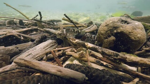 Bullhead (Cottus gobio) swimming at the river bottom. Underwater footage in the little creek. Close-up wildlife animal. Freshwater fish in nature habitat.