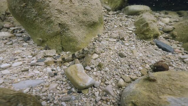 Bullhead (Cottus gobio) swimming at the river bottom. Underwater footage in the little creek. Close-up wildlife animal. Freshwater fish in nature habitat.