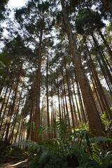 ヒノキ林