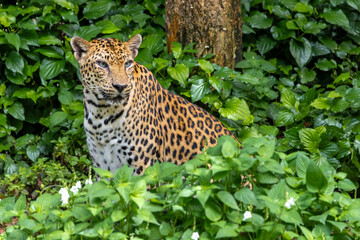 The Indochinese leopard (Panthera pardus delacouri) peeking out from tropical plants