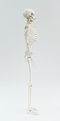 skeleton isolated on white background