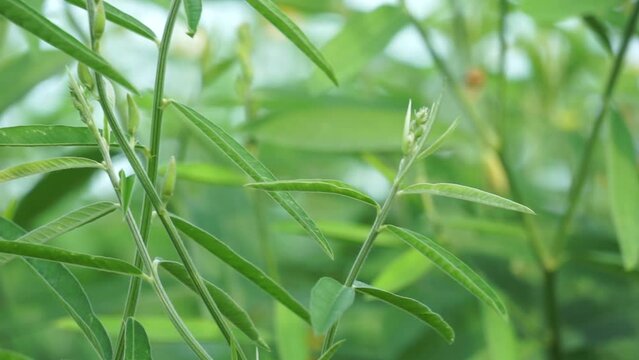 Crotalaria juncea (orok-orok, lambau, sun hemp, sunn hemp, brown hemp). This plant is usually used for fertilizer and has the potential to be bio-fuel