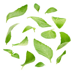 Peppermint leaves isolated