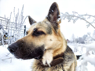 Dog German Shepherd in a winter day and white snow arround. Waiting eastern European dog veo and...