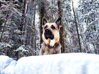 Dog German Shepherd in a forest or in a park in a winter day and white snow arround. Waiting eastern European dog veo and white snow