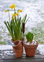Hyacinth and narcissus in a flower pot on wooden board covered with snow - obrazy, fototapety, plakaty