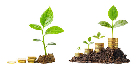 set of young plant with stack of gold coins on transparent background, investment