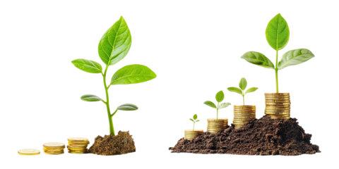 set of young plant with stack of gold coins on transparent background, investment