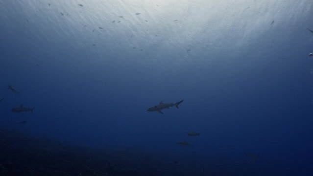 Sharks of the pass of the Atoll of Fakarava in the French Polynesia in the Middle of the South Pacific. Incredible place where you can dive with more than 700 hundreds sharks everyday