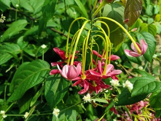 Combretum indicum, also commonly known as the Rangoon creeper or Burma creeper, is a vine with red...
