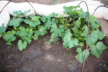 Bushes vegetable marrow with leaves, flowers and yellow zucchini in garden in spring. Agriculture, nature, cultivation, ecology concept