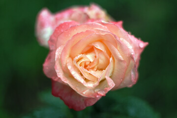 Pink rose flower on dark green background. Nature, copy space, selective focus