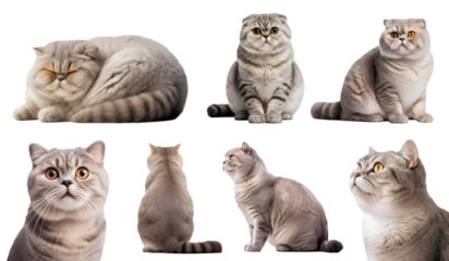 Scottish Fold cat kitten kitty many angles and view portrait side back head shot isolated on transparent background cutout, PNG file

