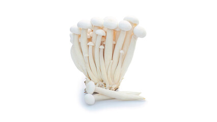Fototapeta na wymiar White Shimeji mushroom on a white background.