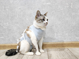 White cat after surgery in a special bandage, the cat is recovering from surgery lying on the floor in the apartment, the concept of veterinary medicine and animal surgery