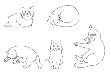 色々なポーズの猫たち（白猫）