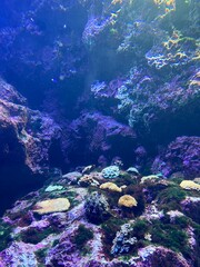coral reef in sea