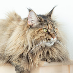 Naklejka na ściany i meble Cute furry Maine Coon cat with yellow-green eyes and long beige-brown fur. Close up portrait lying on white background. Large domestic long-hair breed, dense coat and ruff along chest. Looking aside.