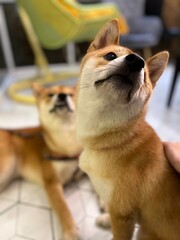 chihuahua dog sitting on the floor