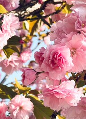 beautiful cherry flowers blossom in spring