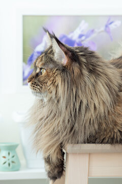 Cute furry Maine Coon cat with yellow-green eyes and long beige-brown fur. Close up portrait, in profile on violet green background. Large domestic long-hair breed, dense coat. Looking aside, vertical