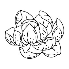 Illustration of lily flower. Beautiful decorative plant.