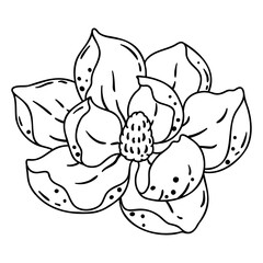 Illustration of lily flower. Beautiful decorative plant.