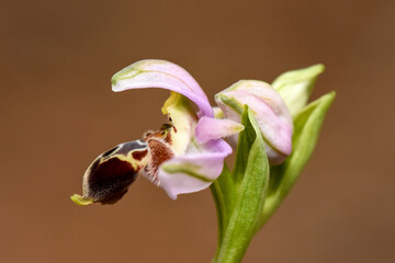 Pink Bee Orchid (Ophrys apifera) in Bloom. The delicate pink and white petals stand out against a...