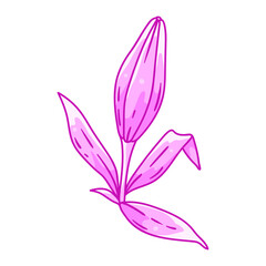 Illustration of lily flower. Beautiful decorative plant.