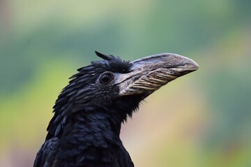 Detail of head of The piping hornbill (Bycanistes fistulator) on green blurry bakcground. Safari Park Dvur Kralove.