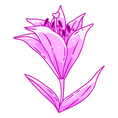 Fototapeta na wymiar Illustration of lily flower. Beautiful decorative plant.