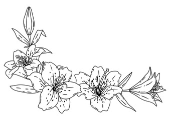 Background with lilies. Beautiful decorative plants.