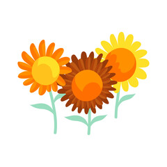 Vector blossoming sunflower isolated on a white background