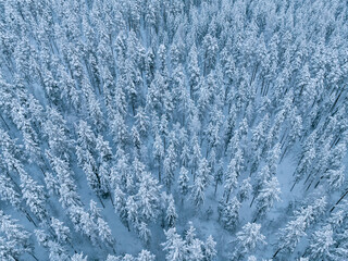 Fototapeta premium Aerial view of beautiful winter landscape in Lapland during sunset.